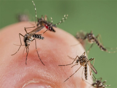 Mosquitos en Almerimar