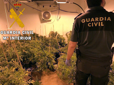 La Guardia Civil acude a una llamada que denunciaba un robo y encuentra ms de 400 plantas de marihuana