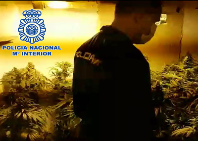 La Polica Nacional desmantela una plantacin de marihuana en un dplex de El Ejido