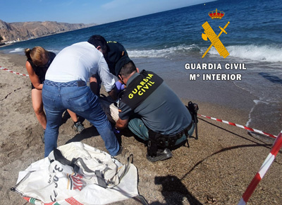 La Guardia Civil presta seguridad y apoyo en el varamiento de un delfn listado a los tcnicos de Equinac