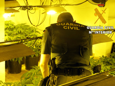 Dos detenidos en Benahadux con 379 plantas de marihuana