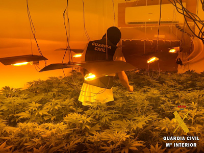 La operacin Cruzplan concluye con el hallazgo de ms de 3.000 plantas de marihuana en un bloque de viviendas