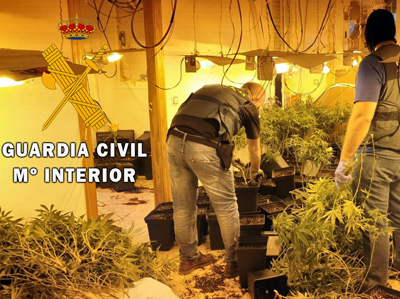 Detenido por cultivar 94 plantas de marihuana en una vivienda que haba sido desprecintada ilegalmente