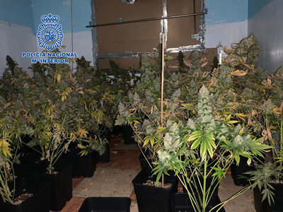 La Polica Nacional detiene a dos personas e incauta dos plantaciones de marihuana en el barrio de Pescadera de Almera