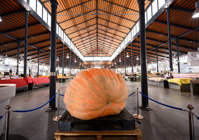 Noticia de Almería 24h: El Mercado Central exhibe una calabaza gigante de 456 kilos cultivada en Almería, cifra que supone el récord andaluz