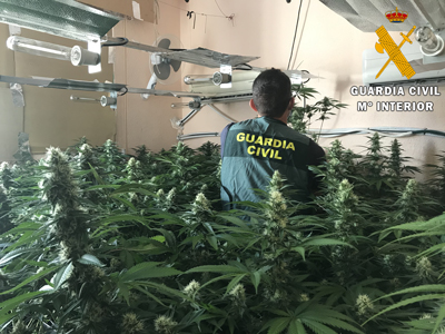 La Guardia Civil detiene al responsable de un cultivo indoor de 405 plantas de marihuana en Roquetas de Mar  