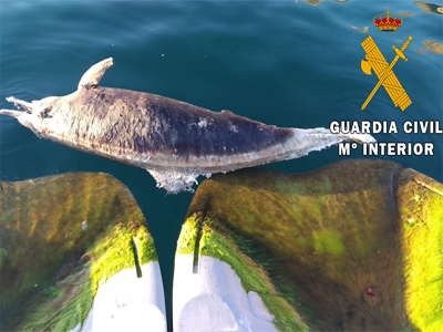 La Guardia Civil presta seguridad y apoyo en el varamiento de un delfn listado en el Puerto de Aguadulce
