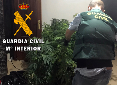 Una llamada annima descubre una plantacin ilegal de marihuana en una vivienda de Roquetas