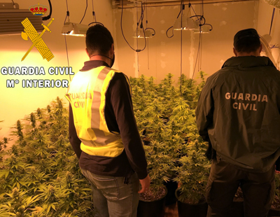 Detenido por cultivar 278 plantas de marihuana cerca de dos centros educativos de Aguadulce