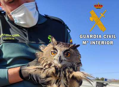 La Guardia Civil realiza de manera permanente actuaciones en el mbito de proteccin de la naturaleza  
