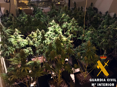 Dos detenidos con una plantacin Indoor de marihuana de 160 plantas en Roquetas