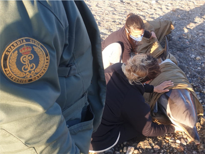 La Guardia Civil presta seguridad y apoyo en el varamiento de un delfn listado en sus ltimos momentos de vida