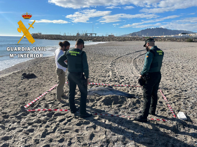 La Guardia Civil presta seguridad y apoyo a los tcnicos de Equinac en dos varamientos de delfines en el litoral de Almera