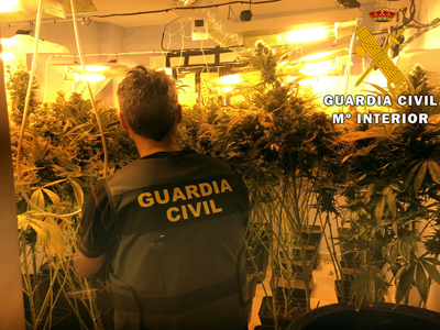 Tras el aviso del hallazgo de un cadver, la Guardia Civil encuentra una plantacin de marihuana