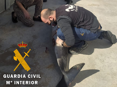 La Guardia Civil presta seguridad y apoyo en el varamiento de un delfn listado 