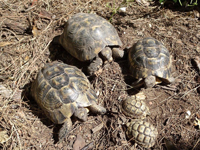 Mueren miles de tortugas moras en un centro de recuperacin de la Junta de Andaluca en Velez-Blanco