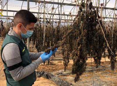 La Guardia Civil interviene 6000 plantas de cannabis y 220 kgs de cogollos en una plantacin de caamo  