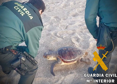 La Guardia Civil recupera una Tortuga Boba (Caretta Caretta) varada  en playa Serena de Roquetas de Mar