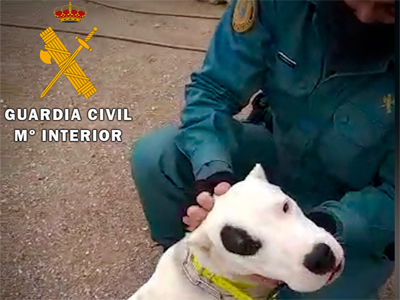 Noticia de Almería 24h: Amputa las orejas a sus tres perros y es investigado por maltrato animal e intrusismo profesional