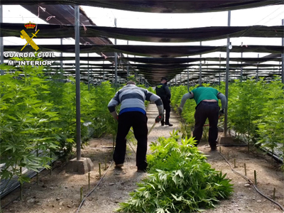La Guardia Civil interviene 64.800 plantas de cannabis en cinco plantaciones de camo