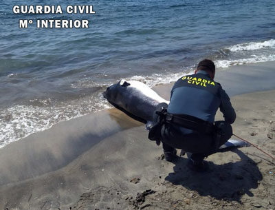 Recuperan el cadáver de un Rocual Aliblanco de 300 kilos y casi 4 metros de envergadura en Aguamarga  (Níjar)