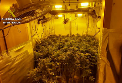 Localizan ms de 300 plantas de marihuana en el interior de una vivienda del Parador