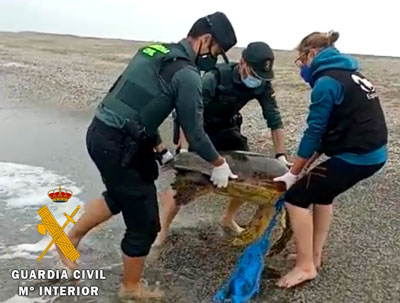 Rescatan ya sin vida a una Tortuga Boba enredada en una red de pesca