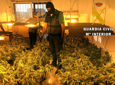 La Guardia Civil interviene una plantacin indoor de marihuana en Roquetas de Mar  
