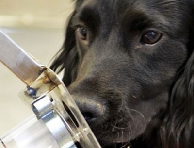 Un perro entrenado puede detectar el COVID-19 con más de un 90% de precisión