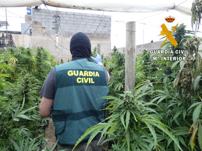 Seis detenidos y siete investigados por la Guardia Civil en una macrooperacin contra el cultivo de marihuana en El Pozo de la Ta Manolica