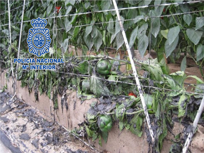La Polica Nacional detiene en El Ejido a un pirmano que prendi fuego a varios invernaderos de la zona 