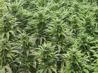 La Guardia Civil desarticula una importante organizacin que cultivaba cannabis en once viviendas de un mismo barrio 