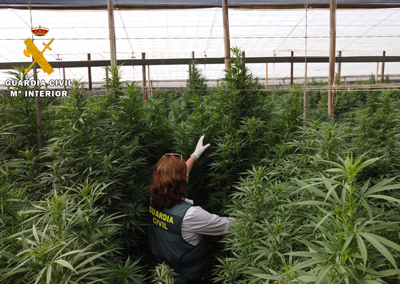 Noticia de Almería 24h: La Guardia Civil interviene 125.000 plantas de “cannabis” en ocho plantaciones de cáñamo