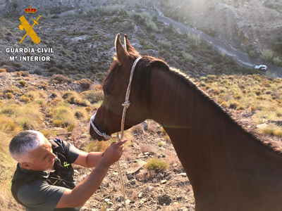 La Guardia Civil localiza y rescata a un caballo de raza rabe atrapado en una zona montaosa en Hurcal Overa  