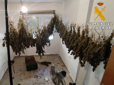 Gracias a la colaboracin ciudadana es detenido con 150 plantas de marihuana colgadas de cuerdas para su secado