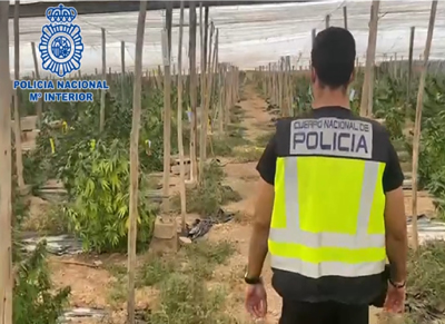 La Polica Nacional interviene en El Ejido ms de 5 toneladas de marihuana encubiertas bajo un cultivo de camo industrial