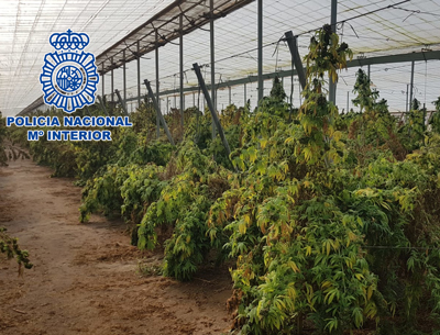 Descubren 18.000 plantas de marihuana en un invernadero de 11.000 metros cuadrados