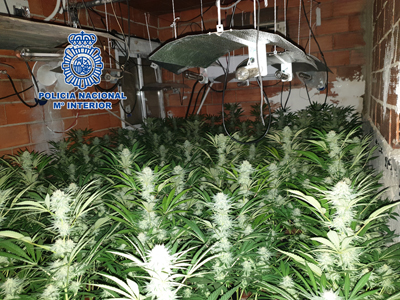 La Polica Nacional en Almera ha Desmantela dos nuevas plantaciones de marihuana en el barrio del Puche