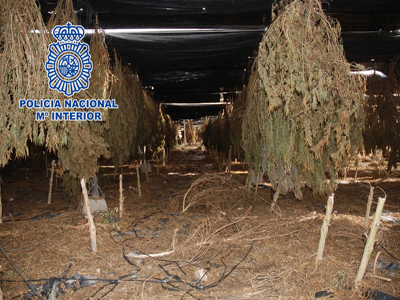 Noticia de Almería 24h: La Policía Nacional encuentra casi 30.000 plantas de marihuana encubiertas bajo un cultivo de cáñamo industrial