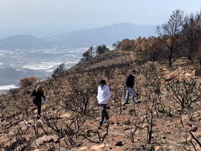 Berja inicia una gran reforestación de 1.000 arboles en la zona incendiada de la Sierra de Gádor