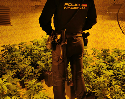 La Policía Nacional desmantela cuatro nuevas plantaciones de marihuana en el barrio de Pescadería