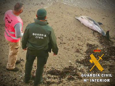 La Guardia Civil presta apoyo y seguridad a los tcnicos de Equinac en el varamiento de un delfn comn en la playa del Faro