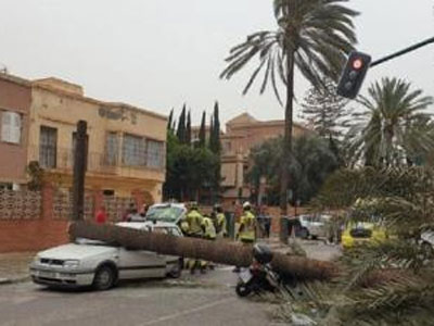 El informe de la UTE STV Albaida concluye que “los fuertes vientos y la lluvia acumulada” causaron “el vencimiento” de la palmera