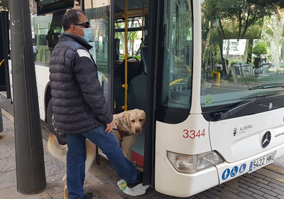 Noticia de Almería 24h: Diez perros guía de Almería reclaman su derecho de acceso al transporte público junto a las personas ciegas 
