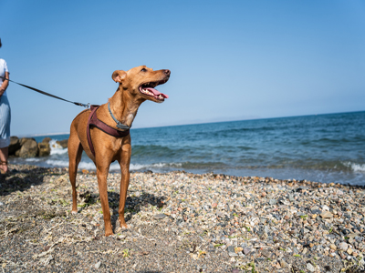 Noticia de Almería 24h: La playa canina de El Bobar dispondrá de ducha y zona recreativa para las mascotas