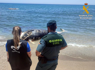 La Guardia Civil auxilia a Equinac en el varamiento de una tortuga boba, un delfín y un zifio deCuvier de seis metros de envergadura