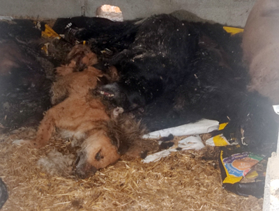 La Guardia Civil investiga a una persona por la muerte de 25 perros en Hurcal Overa