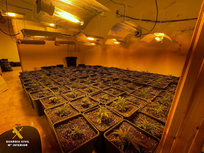 La Guardia Civil identifica a un varón de 34 años como responsable de una plantación de 250 plantas de marihuana