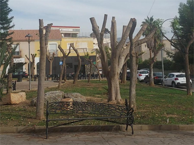 La asociación de vecinos Bastetania pide al ayuntamiento de Huercal de Almería que suspenda el proyecto de tala de árboles que está realizando