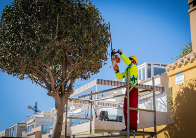 El Ayuntamiento contina con los trabajos de poda del arbolado en todos los barrios de Roquetas de Mar